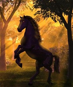 konik